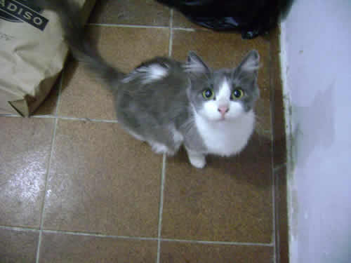 mae2